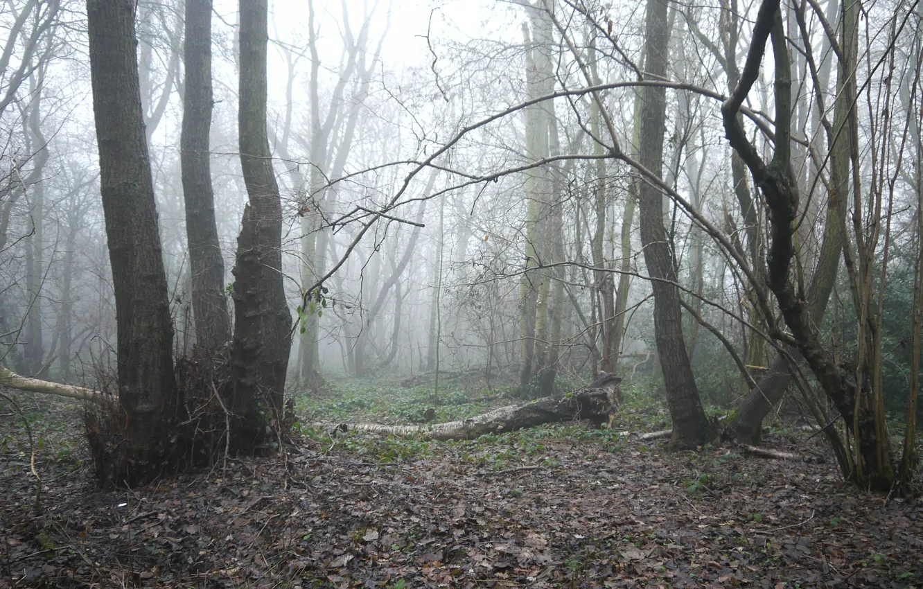 Фото обои Туман, Осень, Деревья, Лес, Fall, Листва, Autumn, Fog
