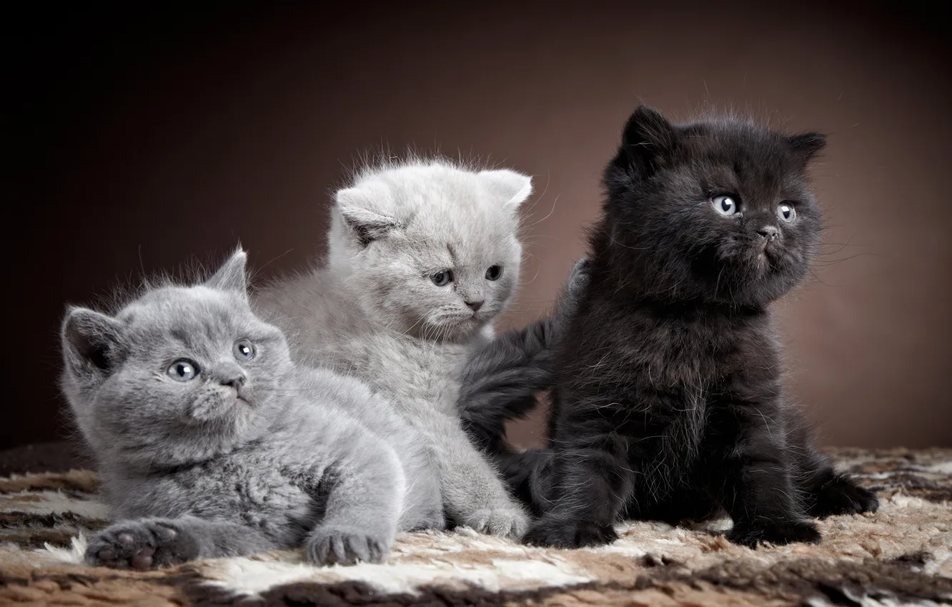 Фото обои кошки, коты, котята, британская кошка