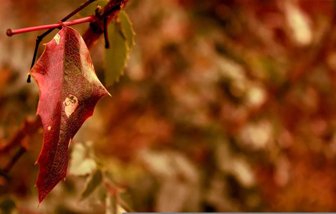 Фото обои осень, макро, красный, лист, размытость