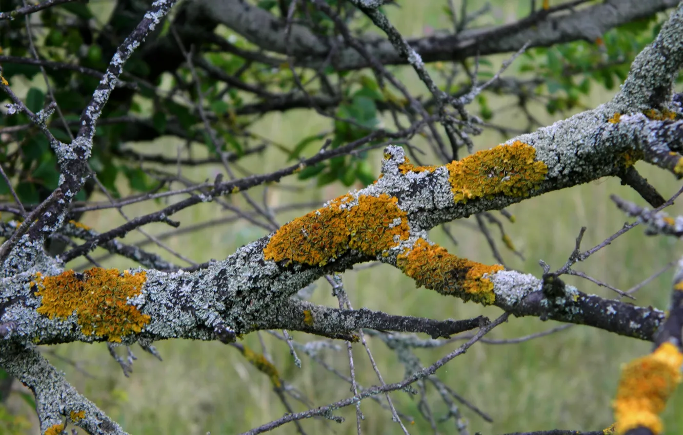 Фото обои tree, mossy, lichen