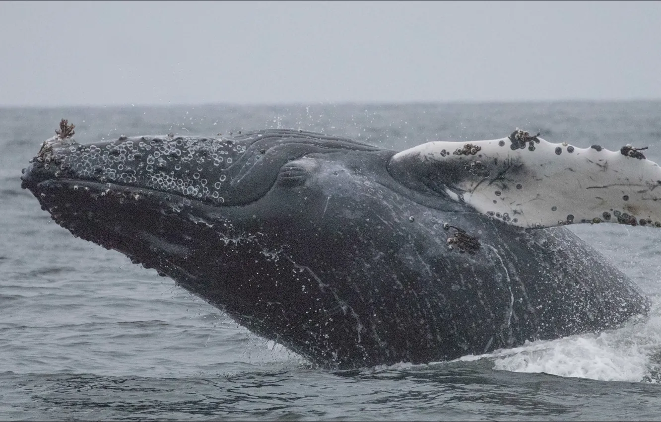 Фото обои океан, прыжок, рыба, кит, jump, fish, Ocean, whale