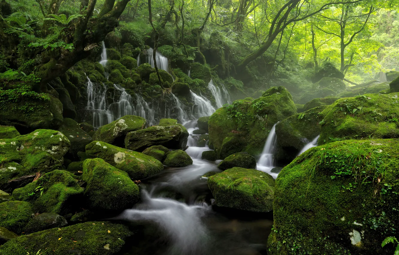 Фото обои лес, деревья, природа, туман, река, ручей, камни, водопад