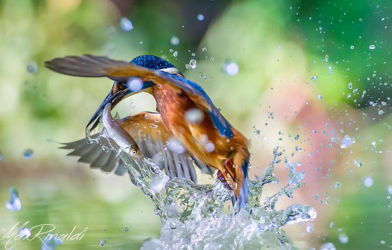 Фото обои вода, брызги, птица, рыба, kingfisher, alcedo atthis, обыкновенный зимородок, улов