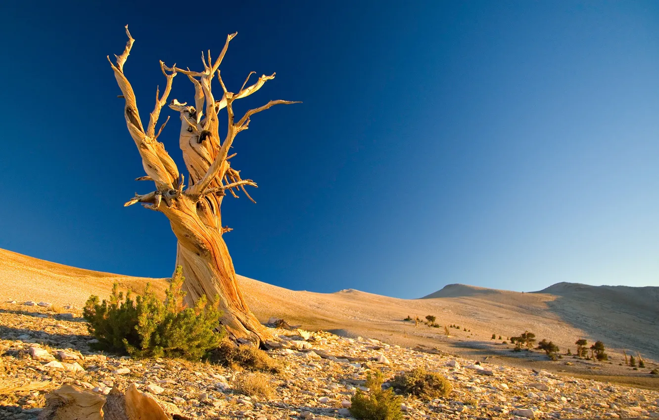 Фото обои пейзаж, дерево, пустыня, бархан
