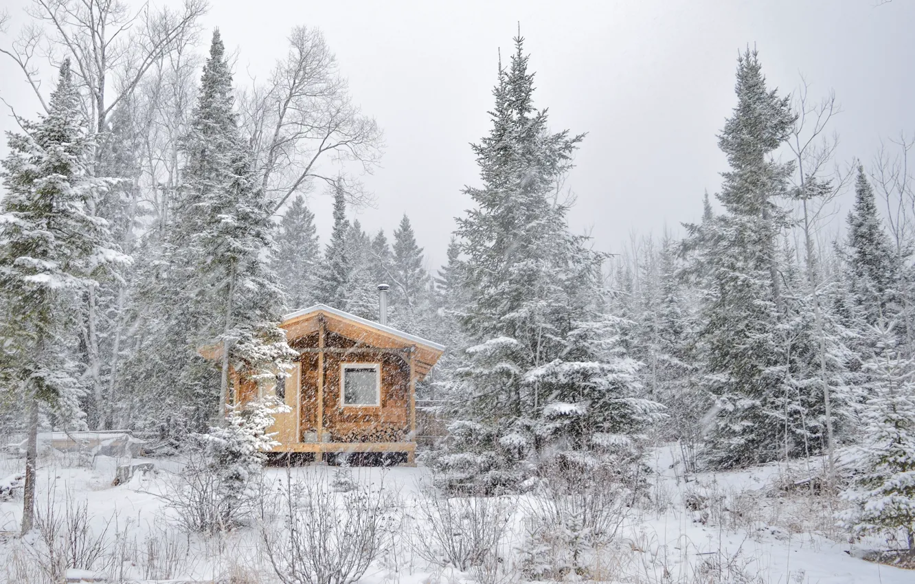 Фото обои зима, иней, лес, снег, деревья, природа, дома, ели