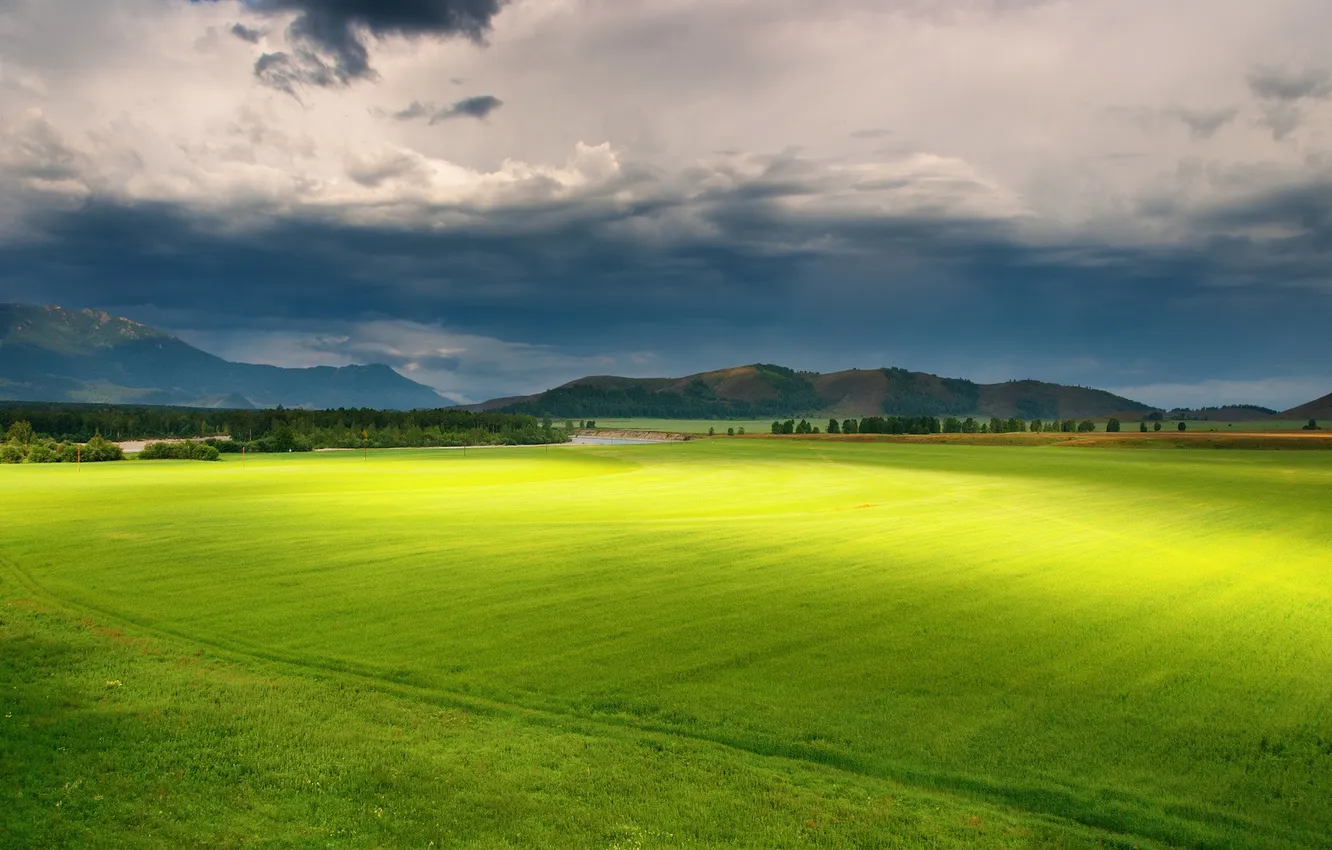 Фото обои поле, трава, обои, пейзажи, поля