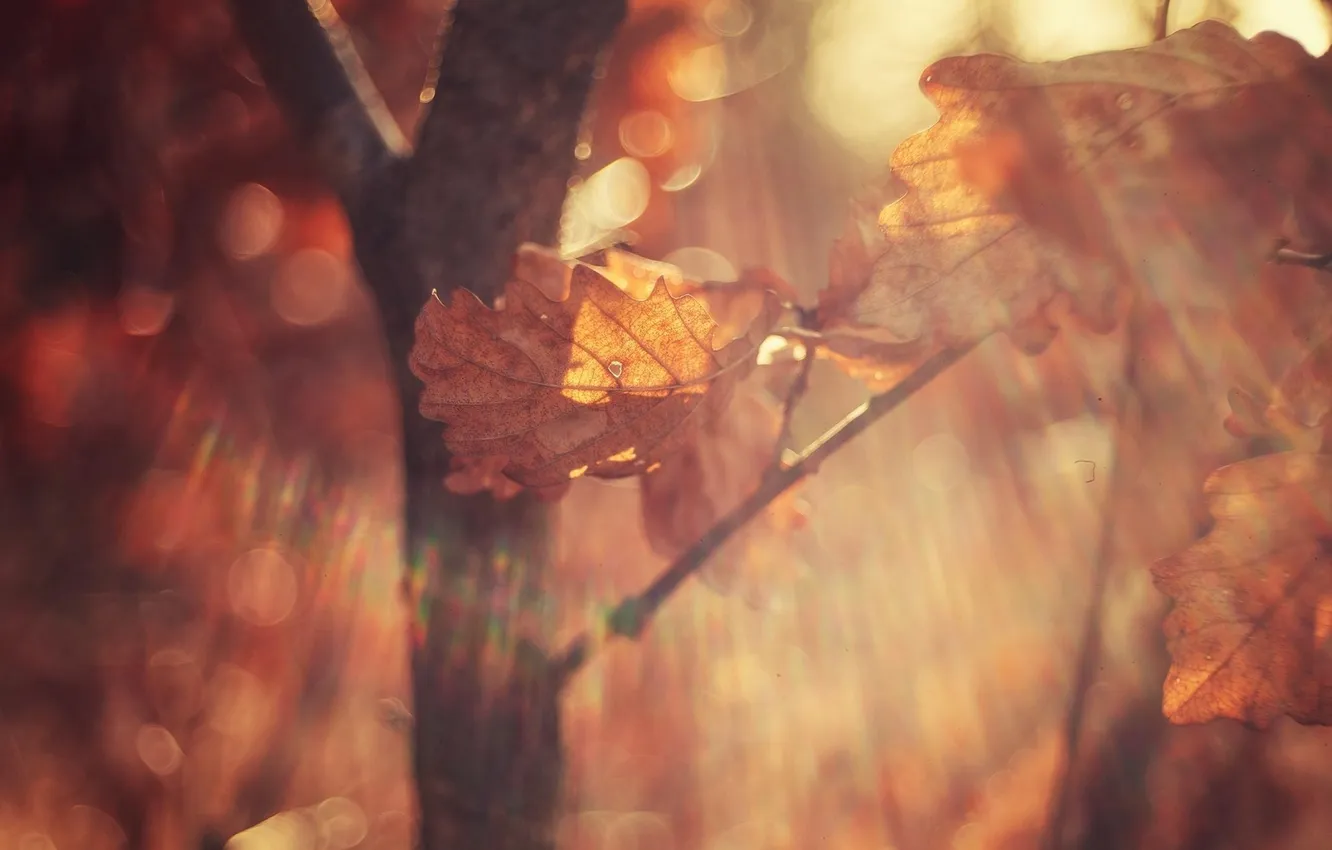 Фото обои осень, листья, макро, свет, ветки, блики, листок