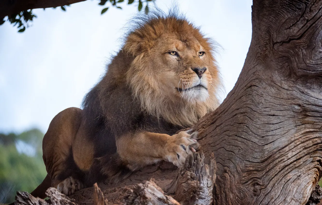 Фото обои дерево, лев, царь зверей