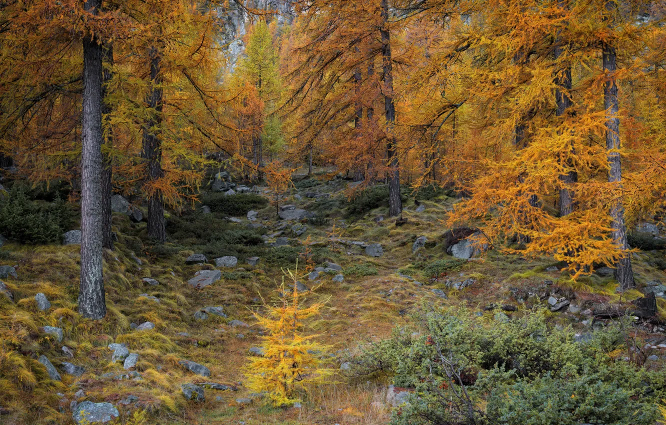 Фото обои осень, лес, деревья, камни, кусты