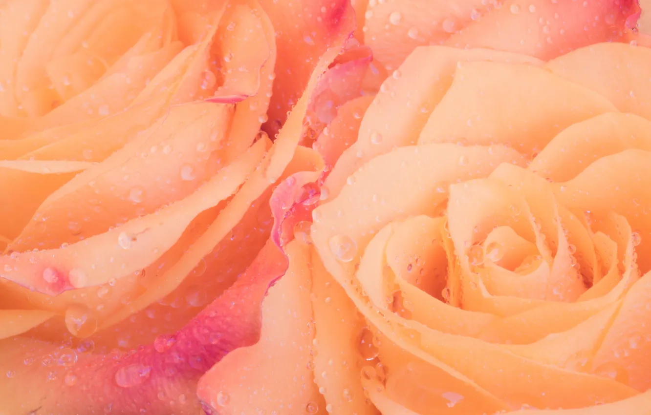 Фото обои drops, petals, roses