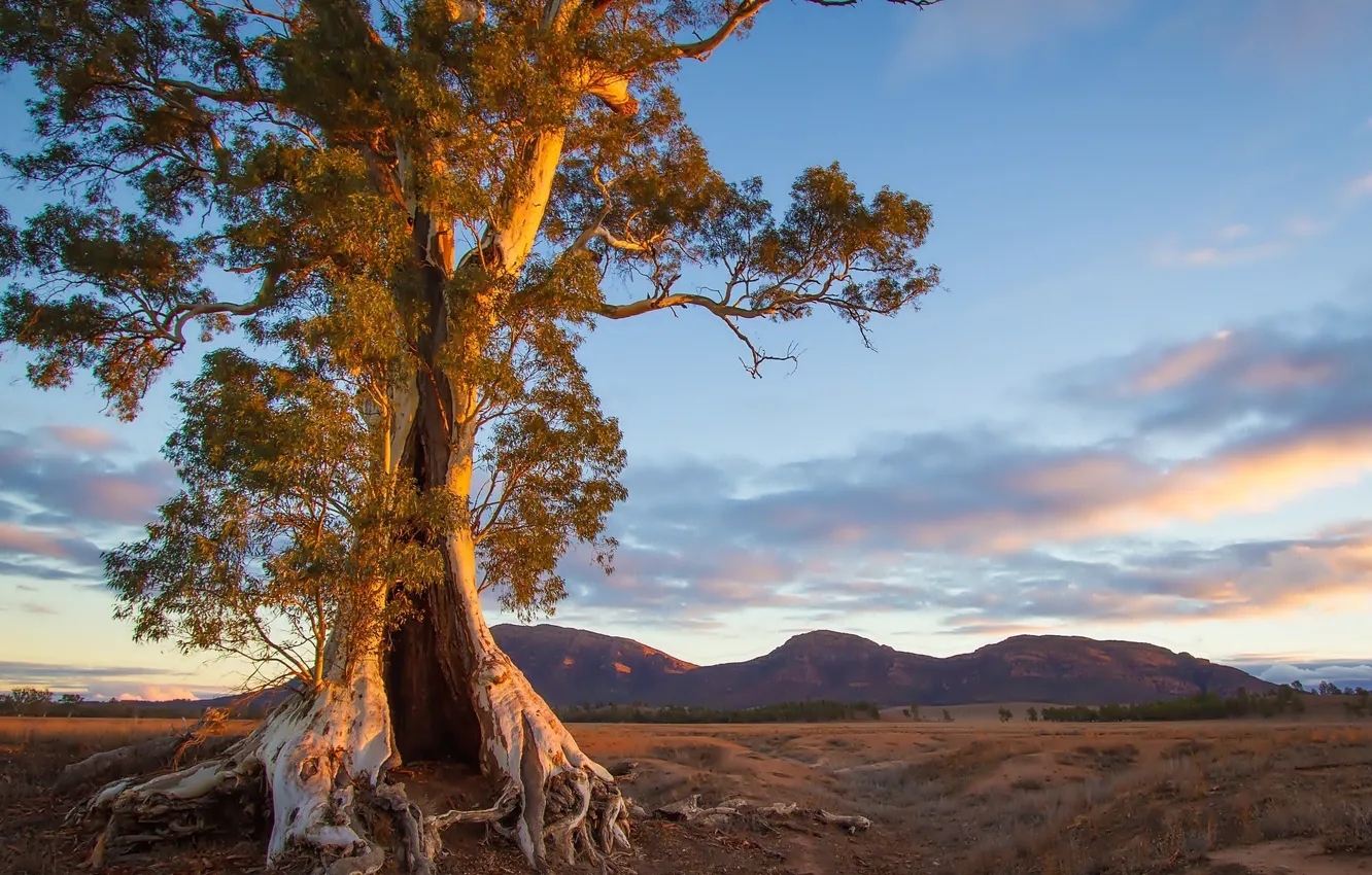Фото обои Tree, landscape, sunset, mountain