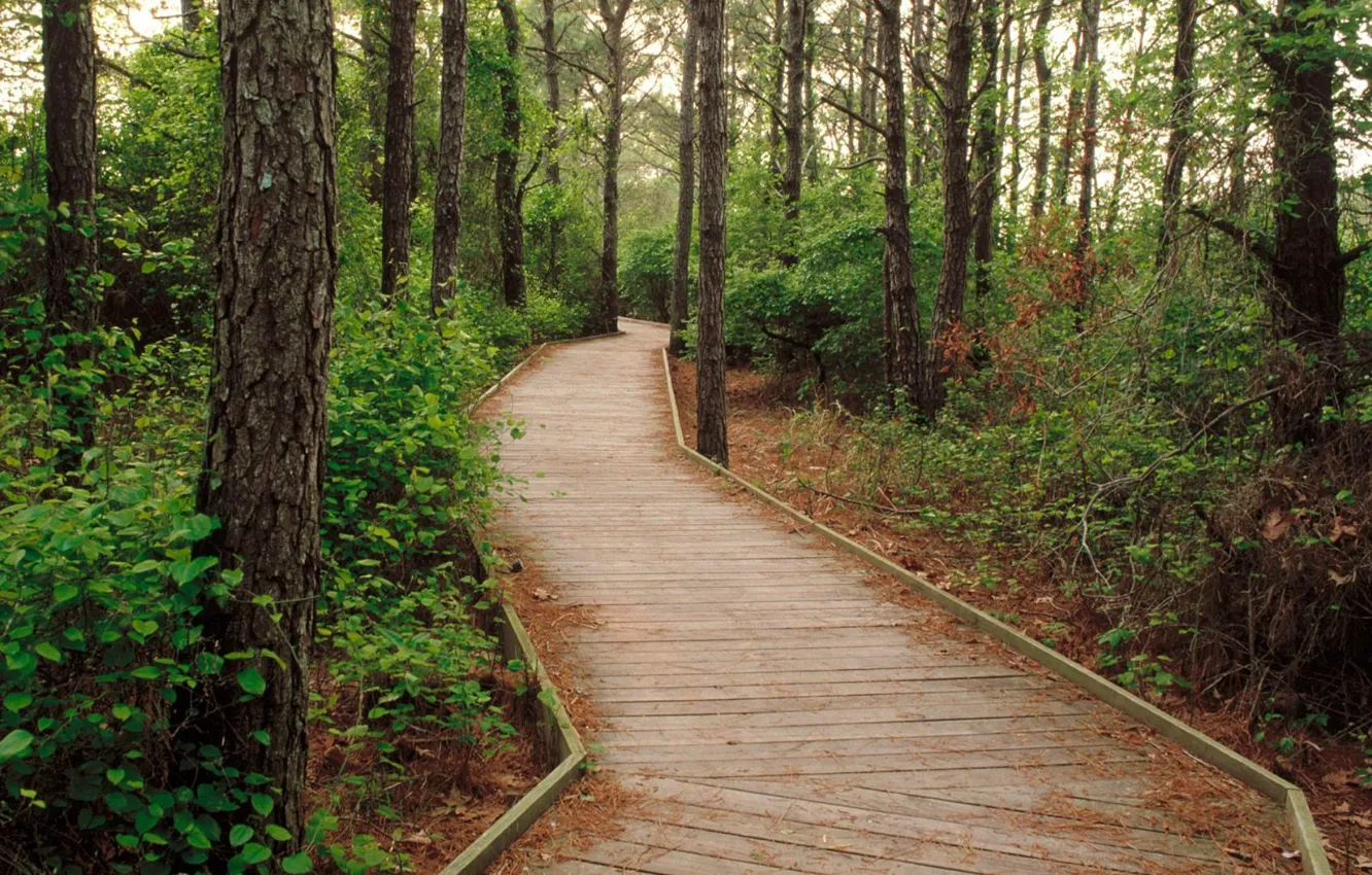 Фото обои лес, деревья, дорожка, forest