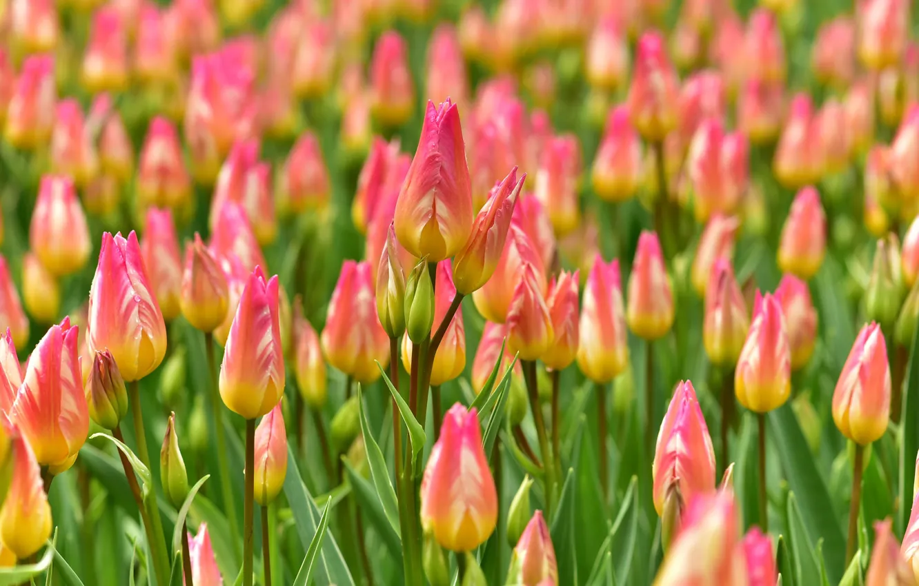Фото обои поле, тюльпаны, Нидерланды, бутоны, много