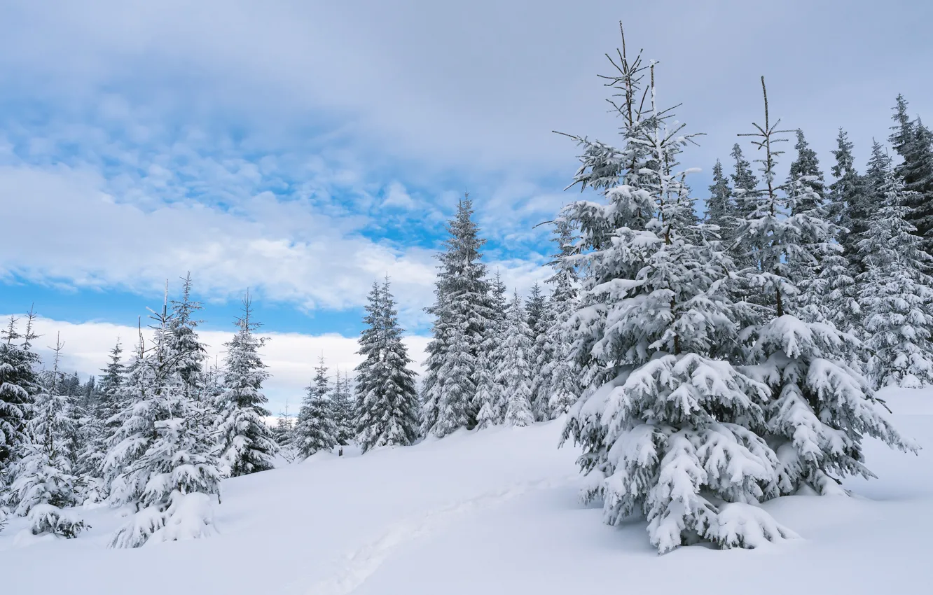 Фото обои зима, лес, облака, снег, деревья, следы, сказка, ели