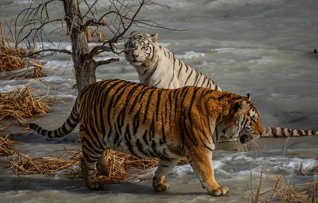 Фото обои лед, зима, белый, снег, деревья, природа, тигр, берег