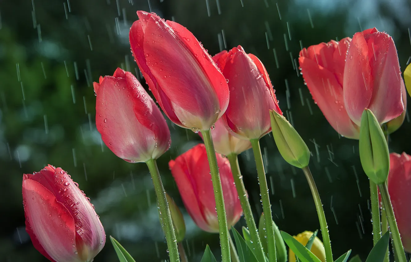 Фото обои солнце, капли, дождь, стебли, тюльпаны, бутоны, крупным планом