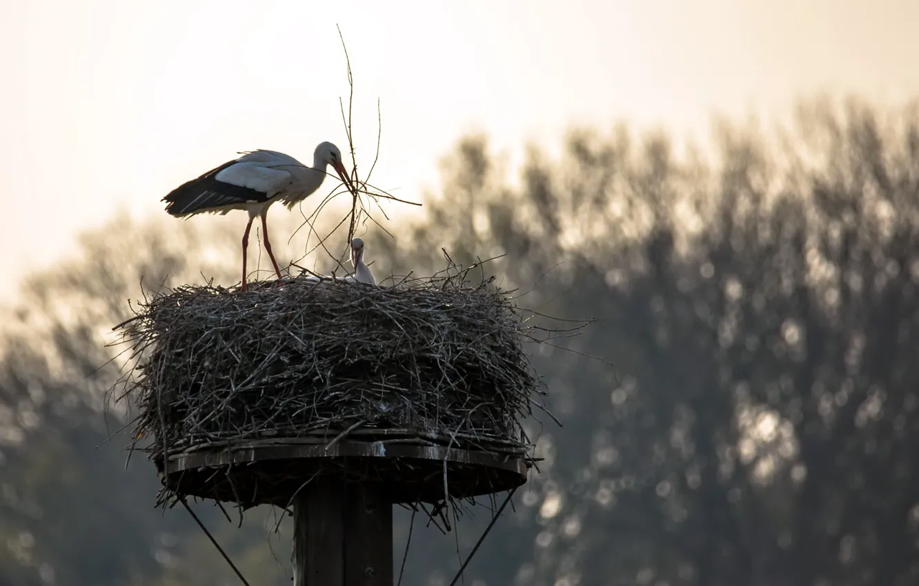 Фото обои природа, гнездо, аист