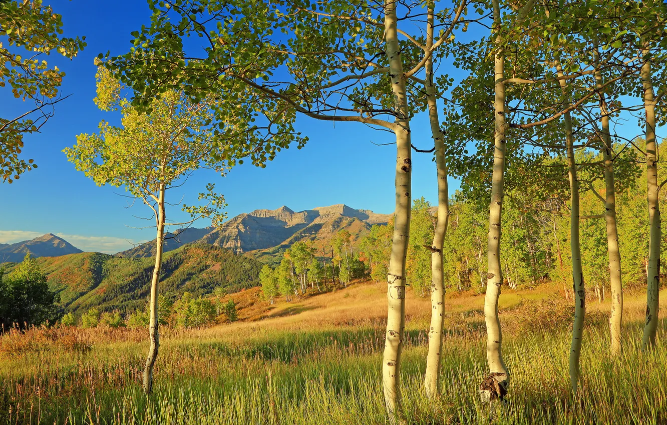 Фото обои осень, листья, деревья, горы, склон, Колорадо, США, осина