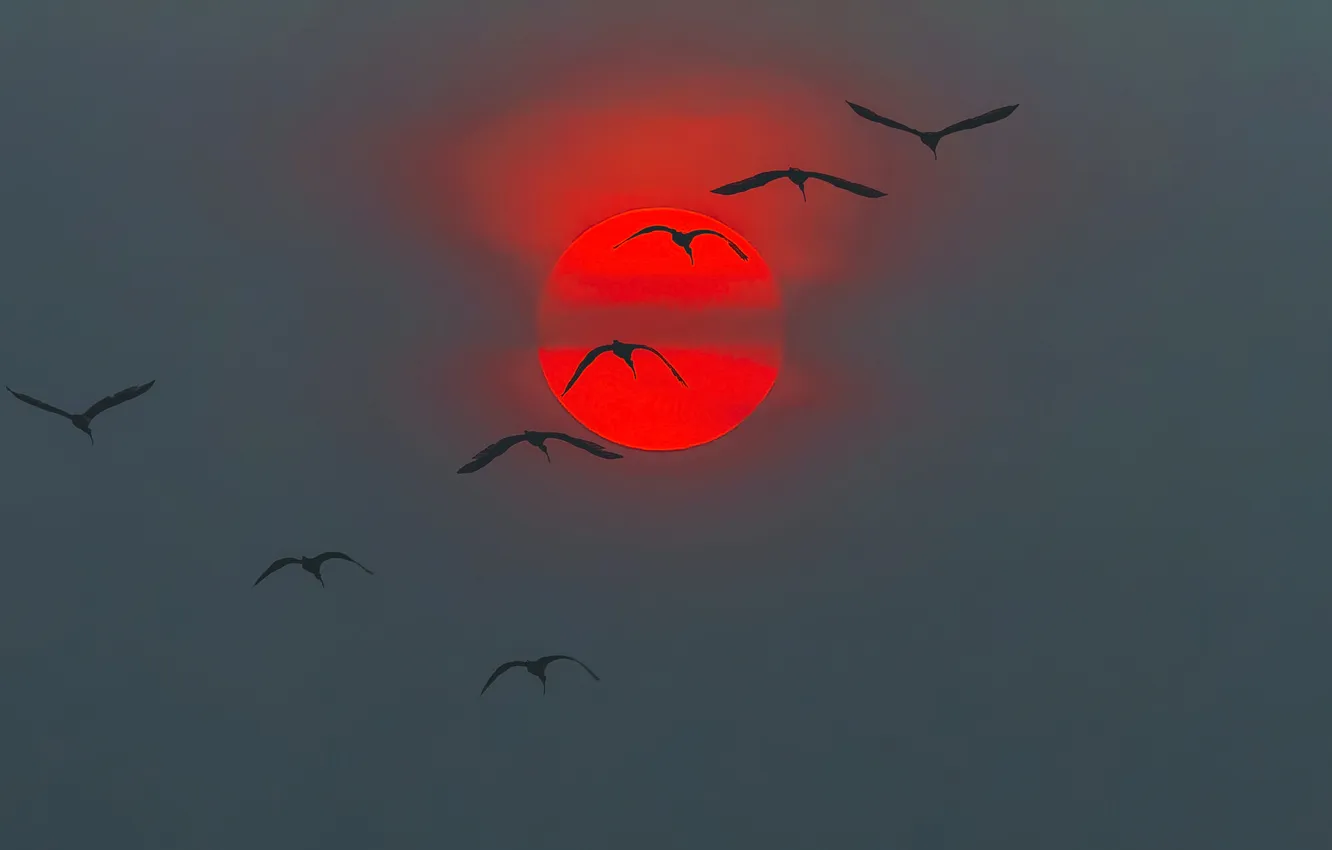 Фото обои небо, солнце, закат, птицы