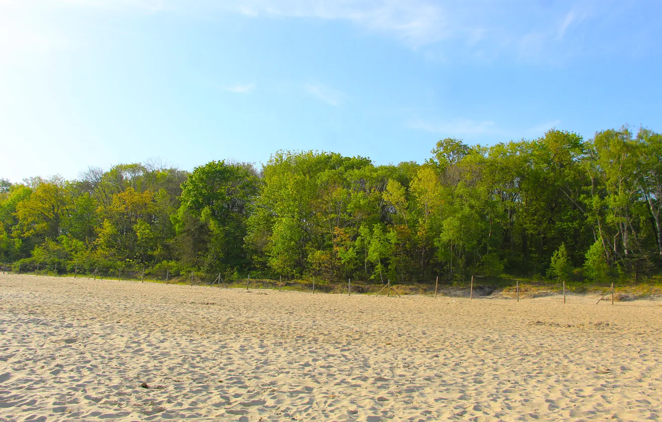 Фото обои beach, sky, trees, sand
