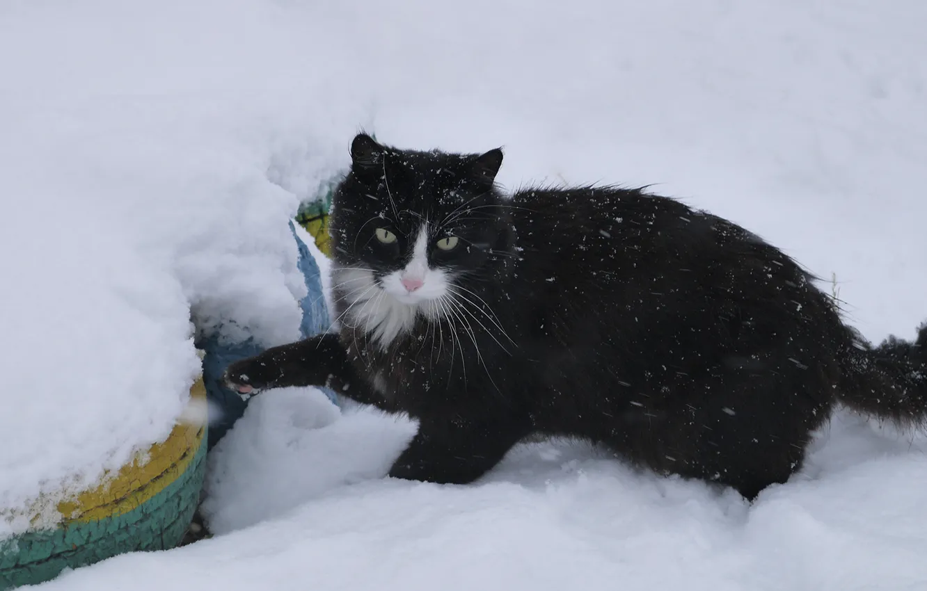 Фото обои кот, снег, кошки, в снегу, cat, snow, cats, снежный кот