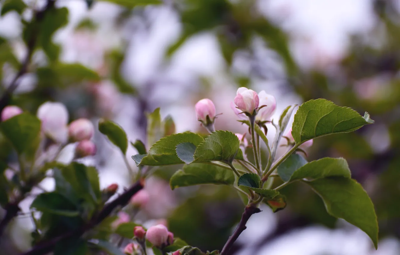 Фото обои весна, яблоня, бутоны