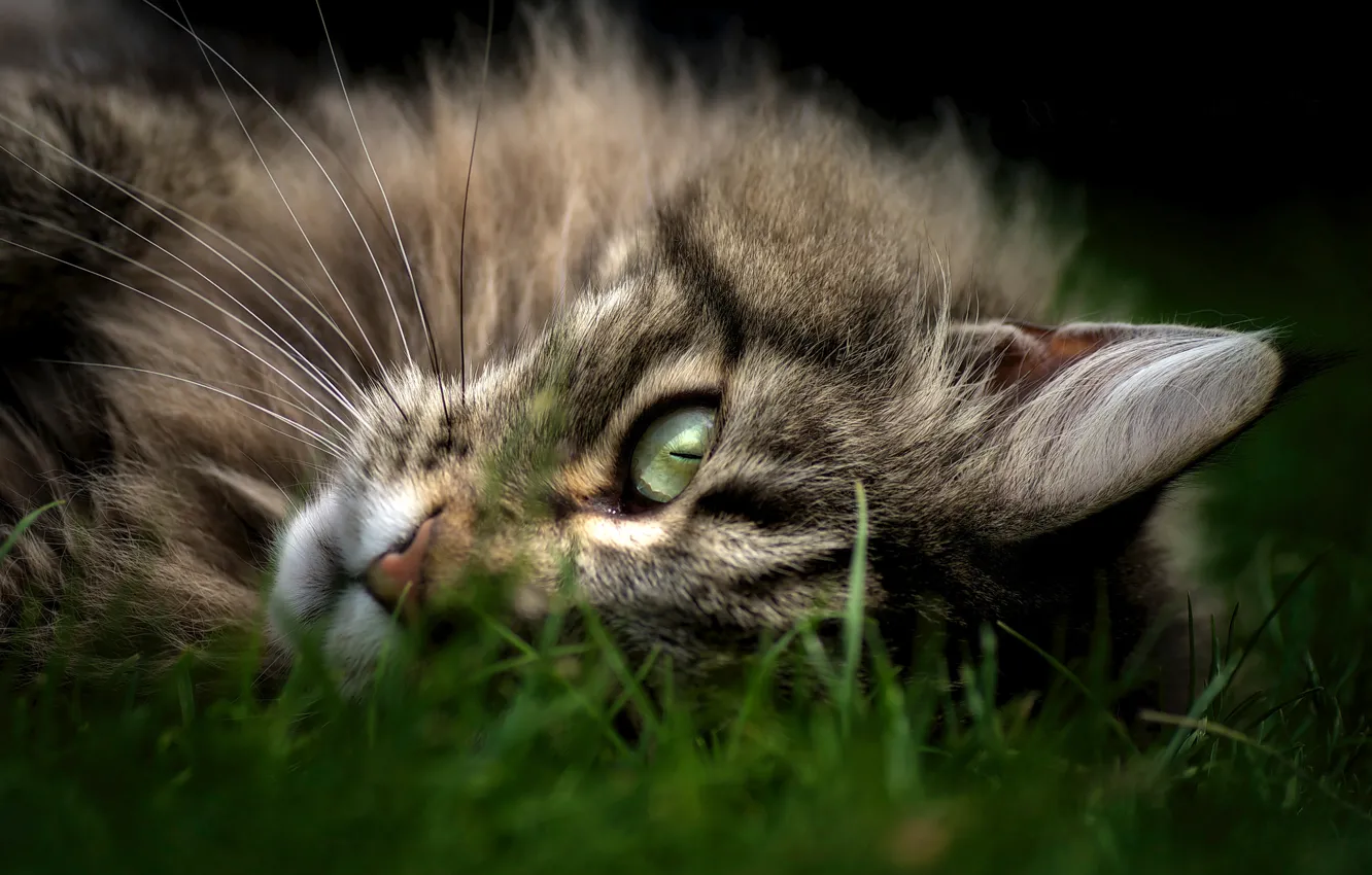 Фото обои кошка, трава, взгляд, морда, Кот, лежит