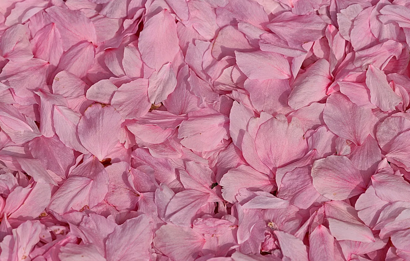 Фото обои макро, лепестки, розовые