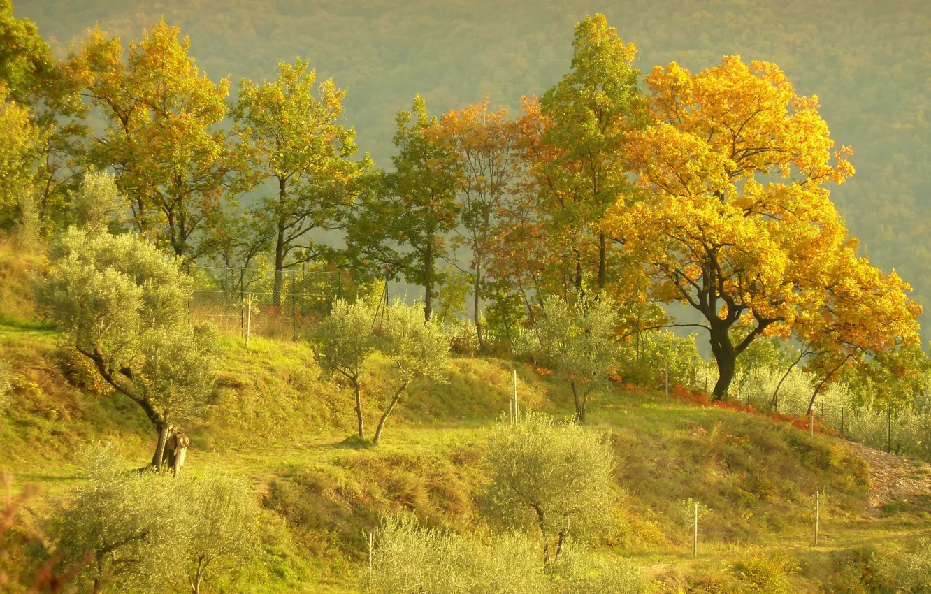 Фото обои Природа, Трава, Осень, Деревья