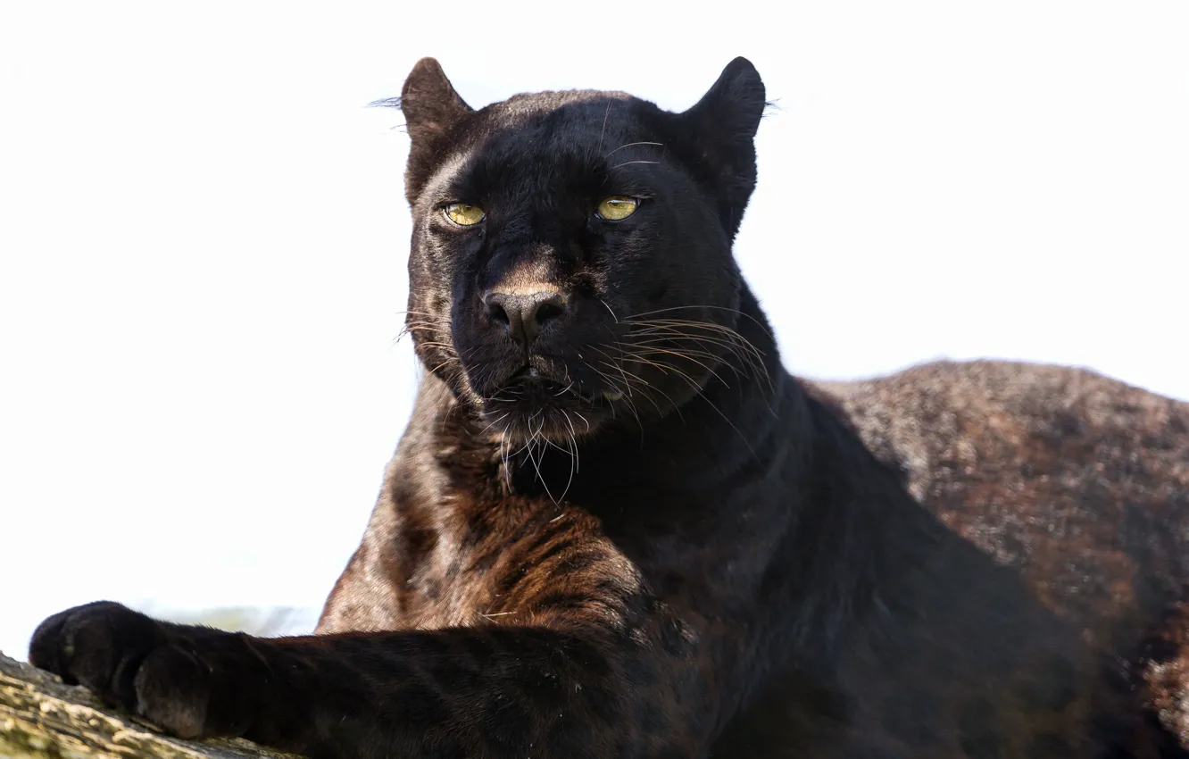 Фото обои кошка, тень, пантера, леопард, ©Tambako The Jaguar