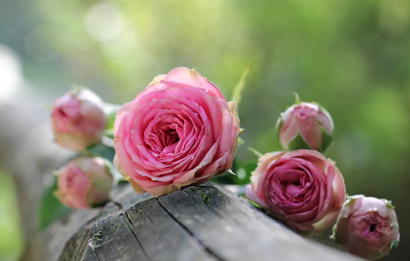 Фото обои цветы, природа, розы, бревно