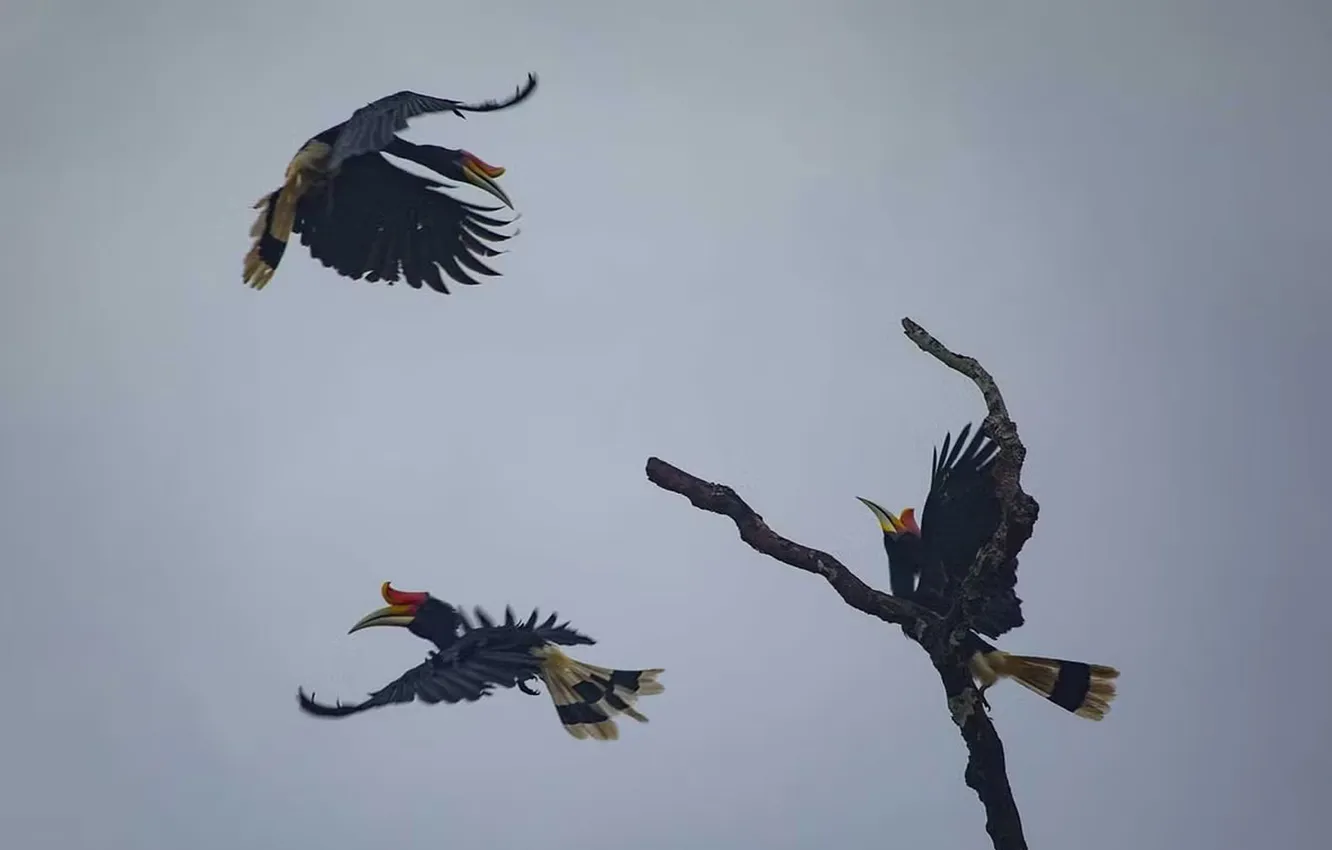 Фото обои birds, animal, Rhinoceros Hornbill, Buceros Rhinoceros