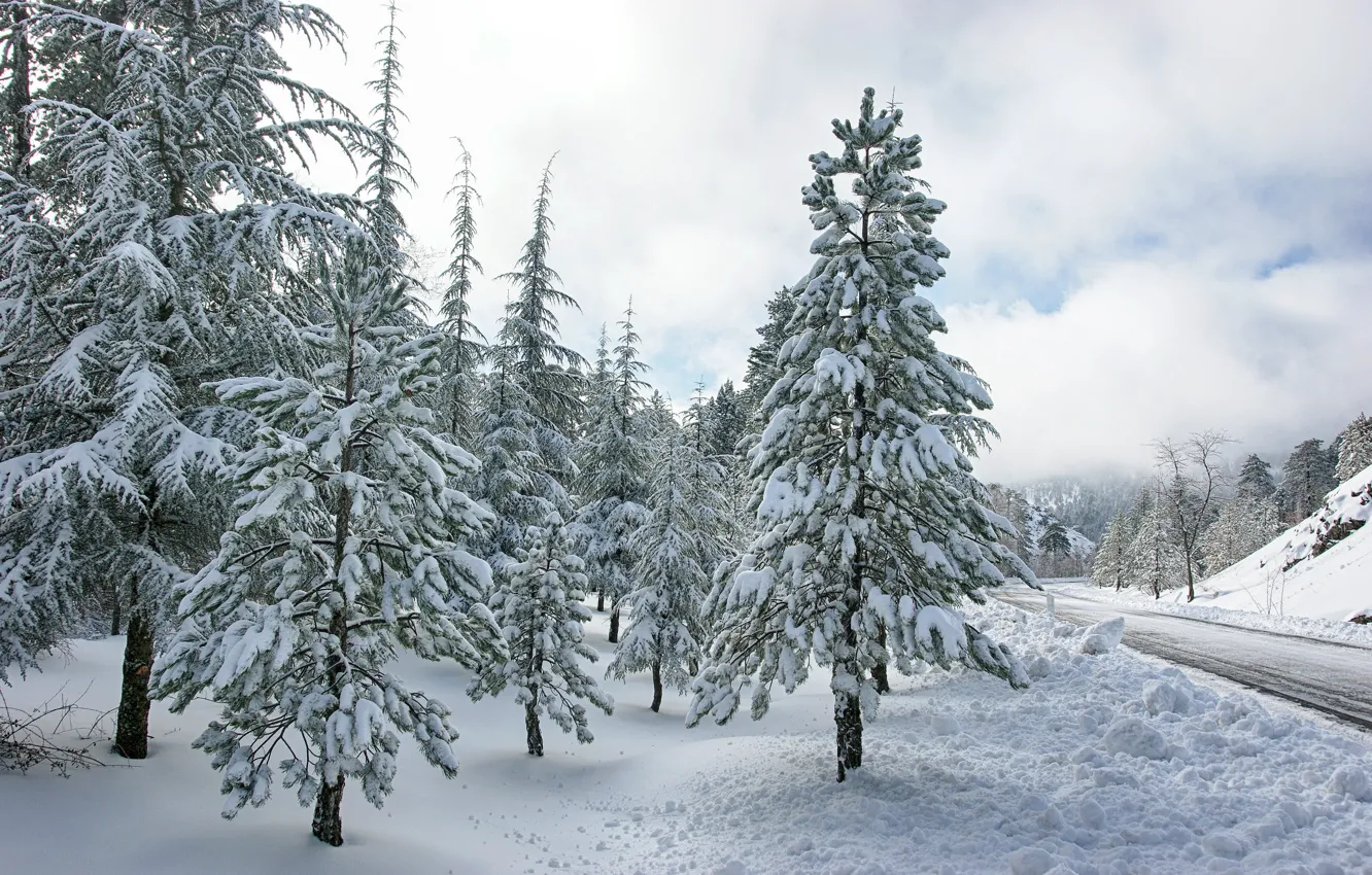 Фото обои зима, дорога, лес, снег, деревья, forest, road, trees