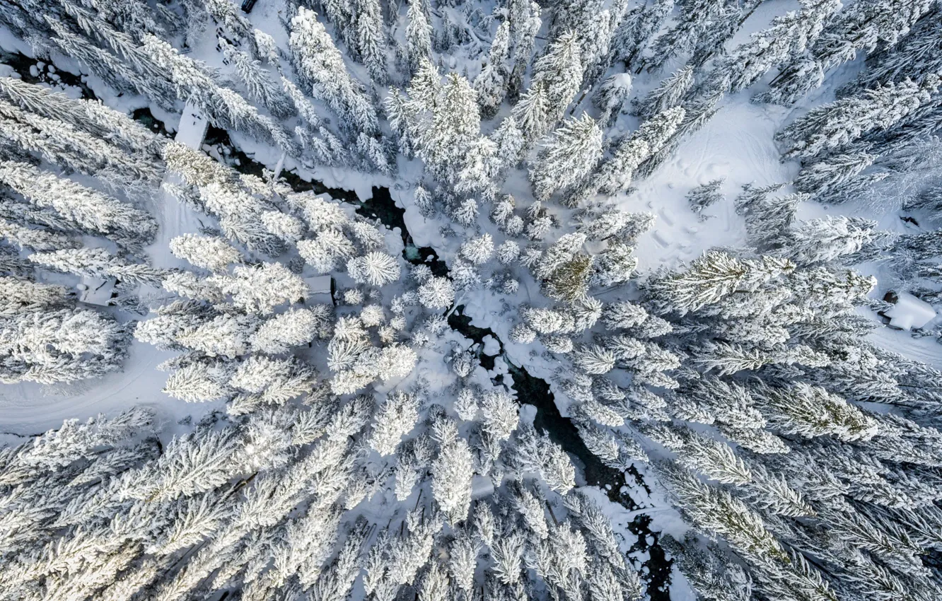 Фото обои зима, лес, снег, вид сверху