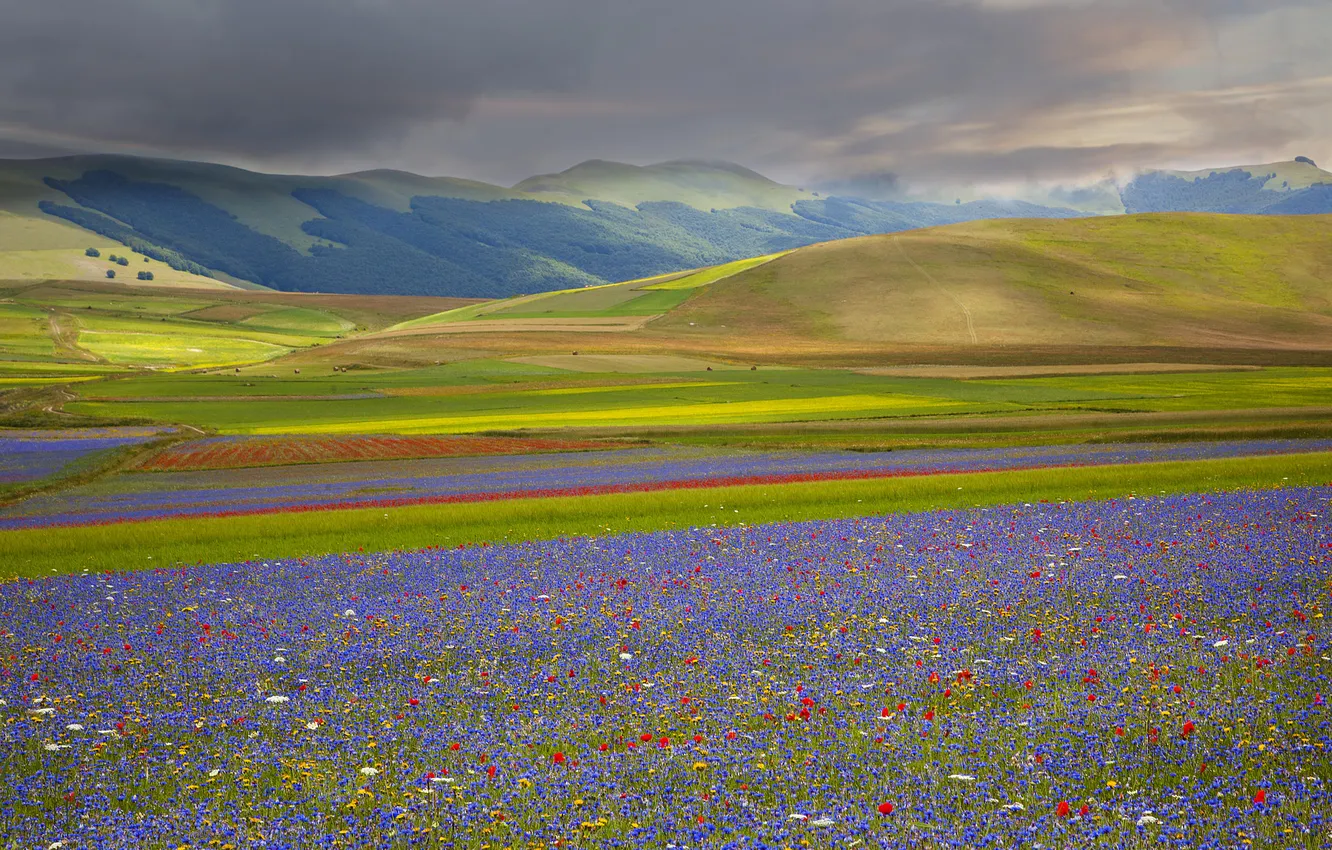 Фото обои поле, небо, трава, цветы, горы, тучи, луг, Италия