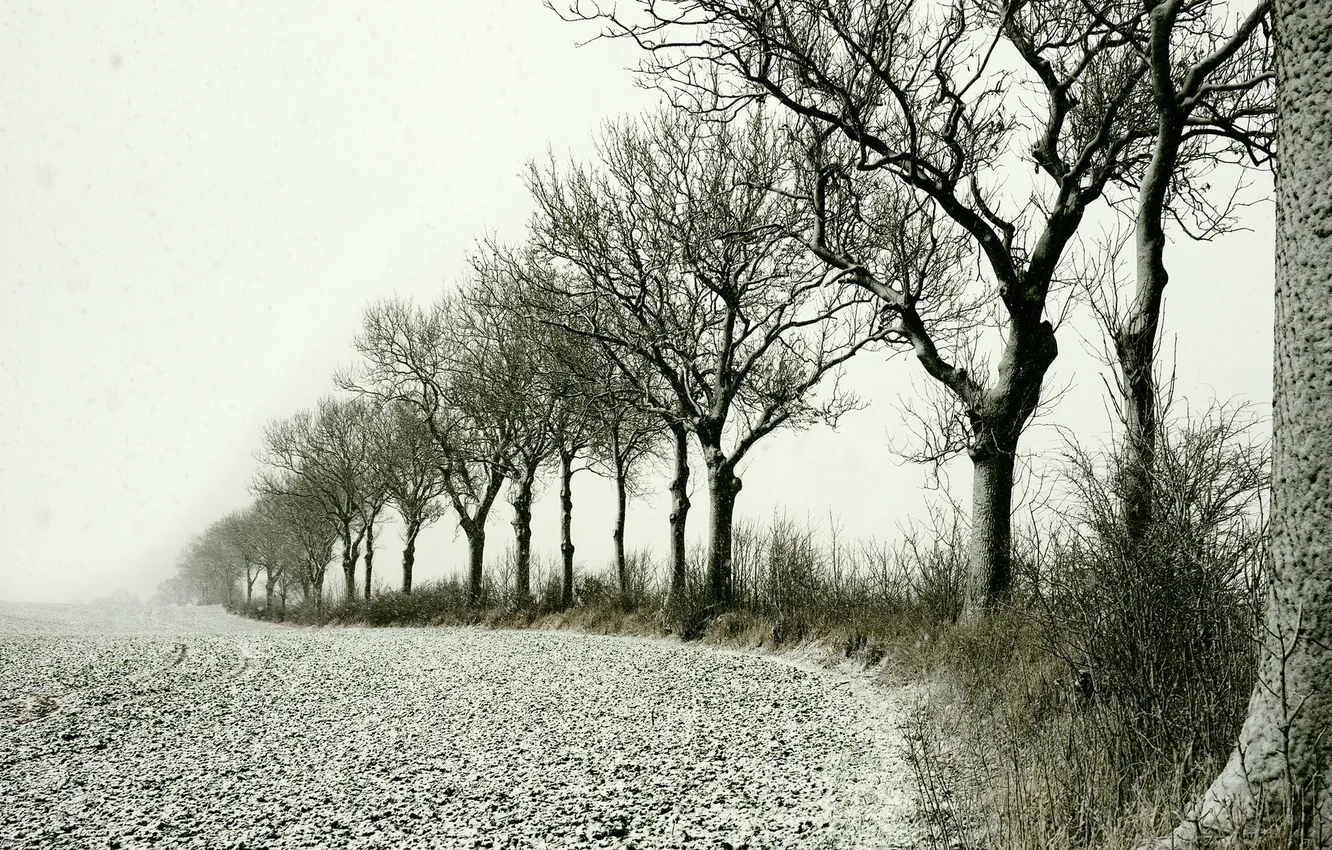 Фото обои поле, снег, деревья