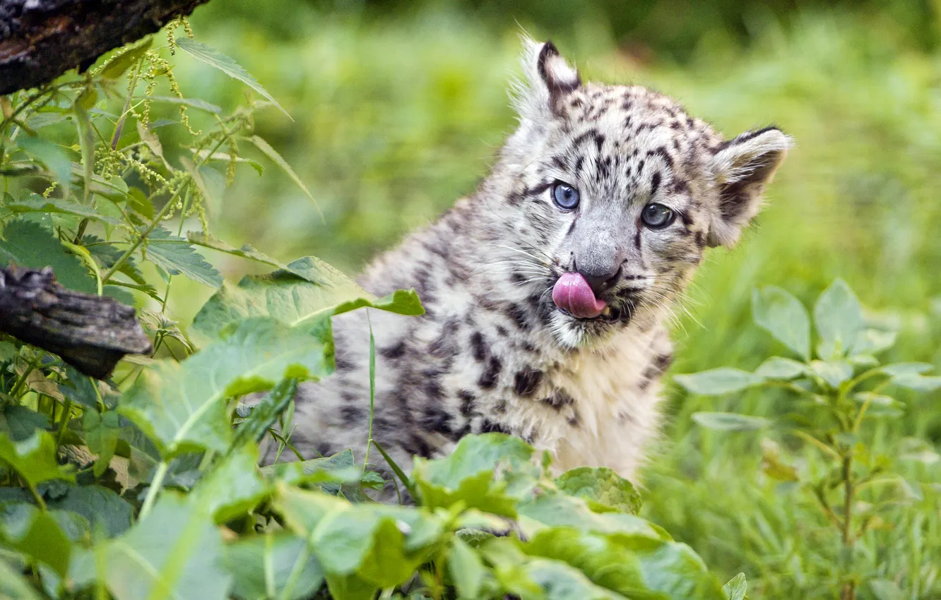 Фото обои язык, кошка, трава, ирбис, снежный барс, детёныш, котёнок, ©Tambako The Jaguar