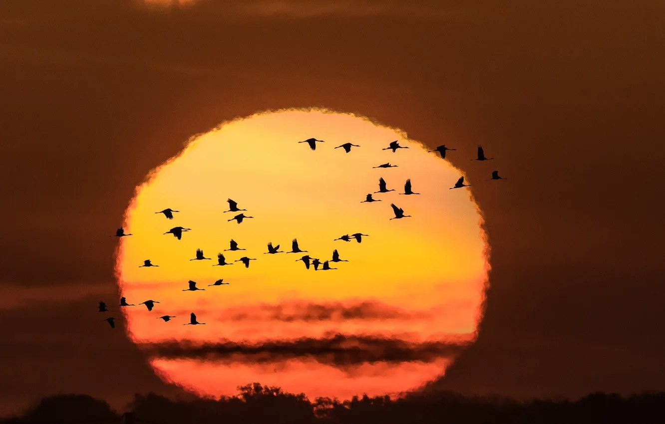 Фото обои солнце, птицы, краски, яркие, Закат