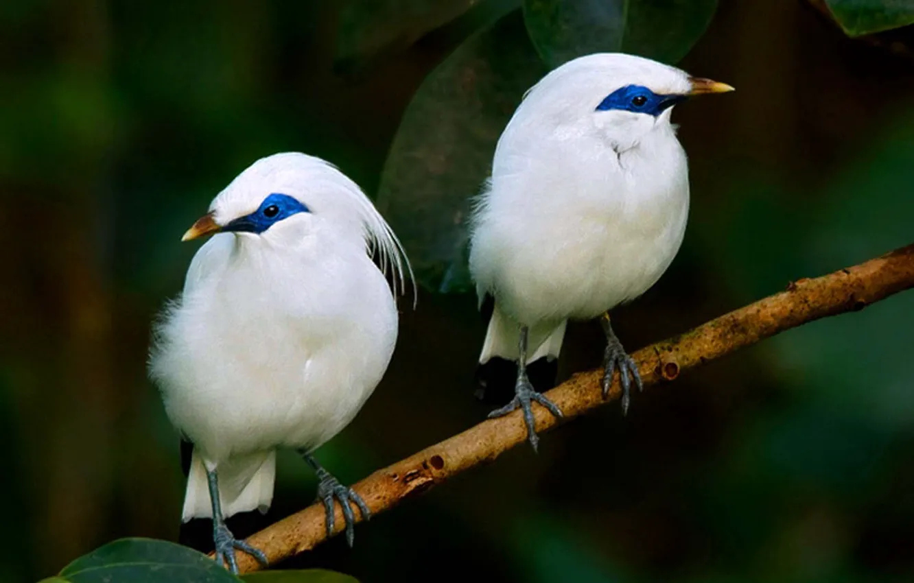 Фото обои birds, animal, bali, Bali Starlings