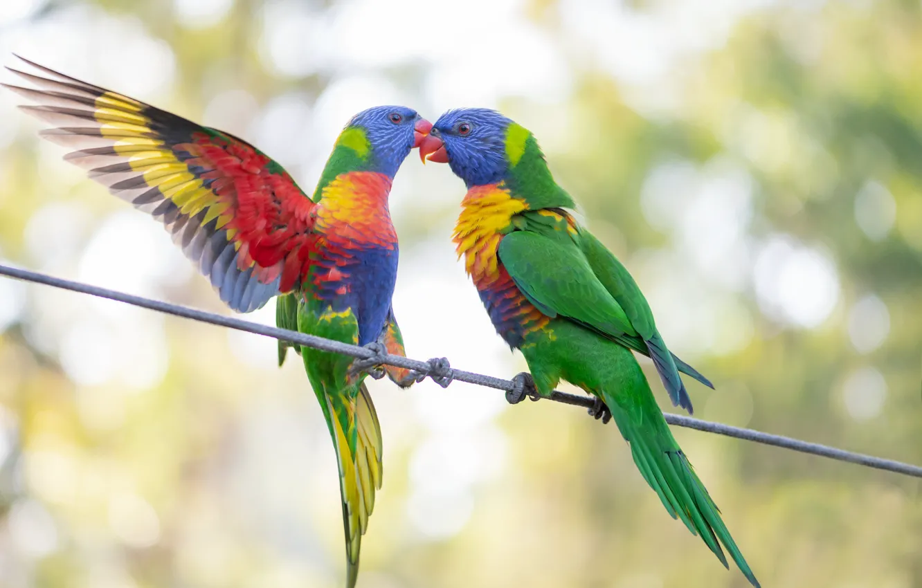 Фото обои птицы, пара, попугаи, зелёные попугаи, Fleur Walton