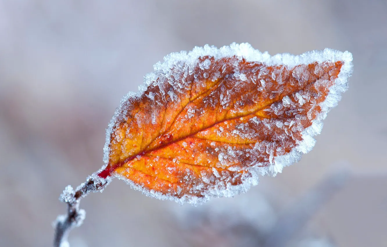 Фото обои лед, иней, осень, лист, кристаллы