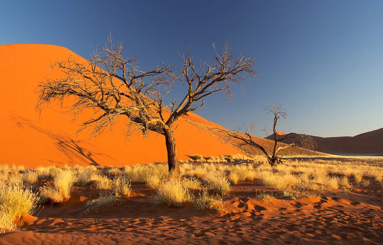 Фото обои песок, небо, дерево, бархан, Африка, кусты, Намибия, пустыня Намиб