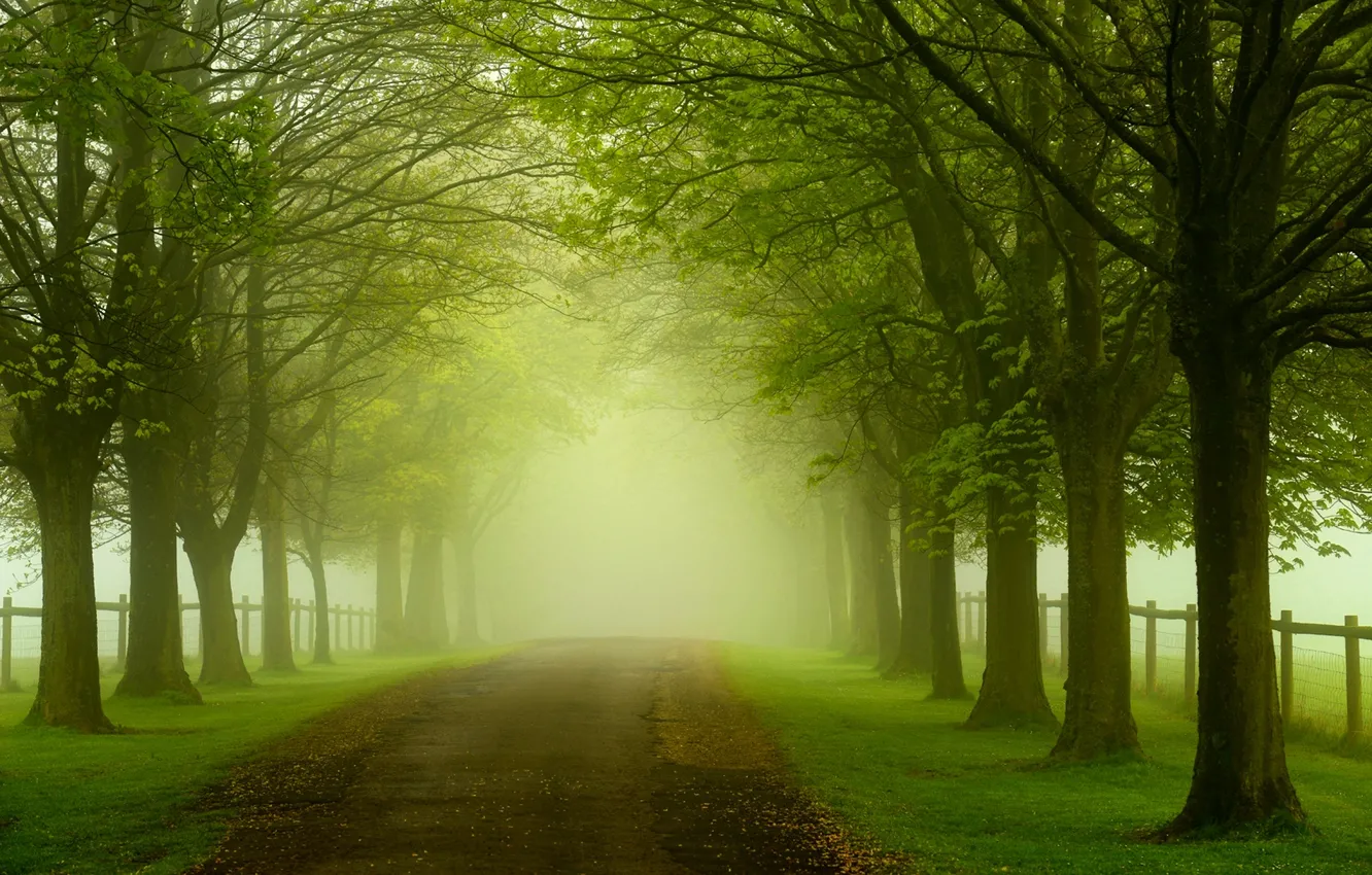 Фото обои дорога, лес, листья, деревья, природа, colorful, forest, road