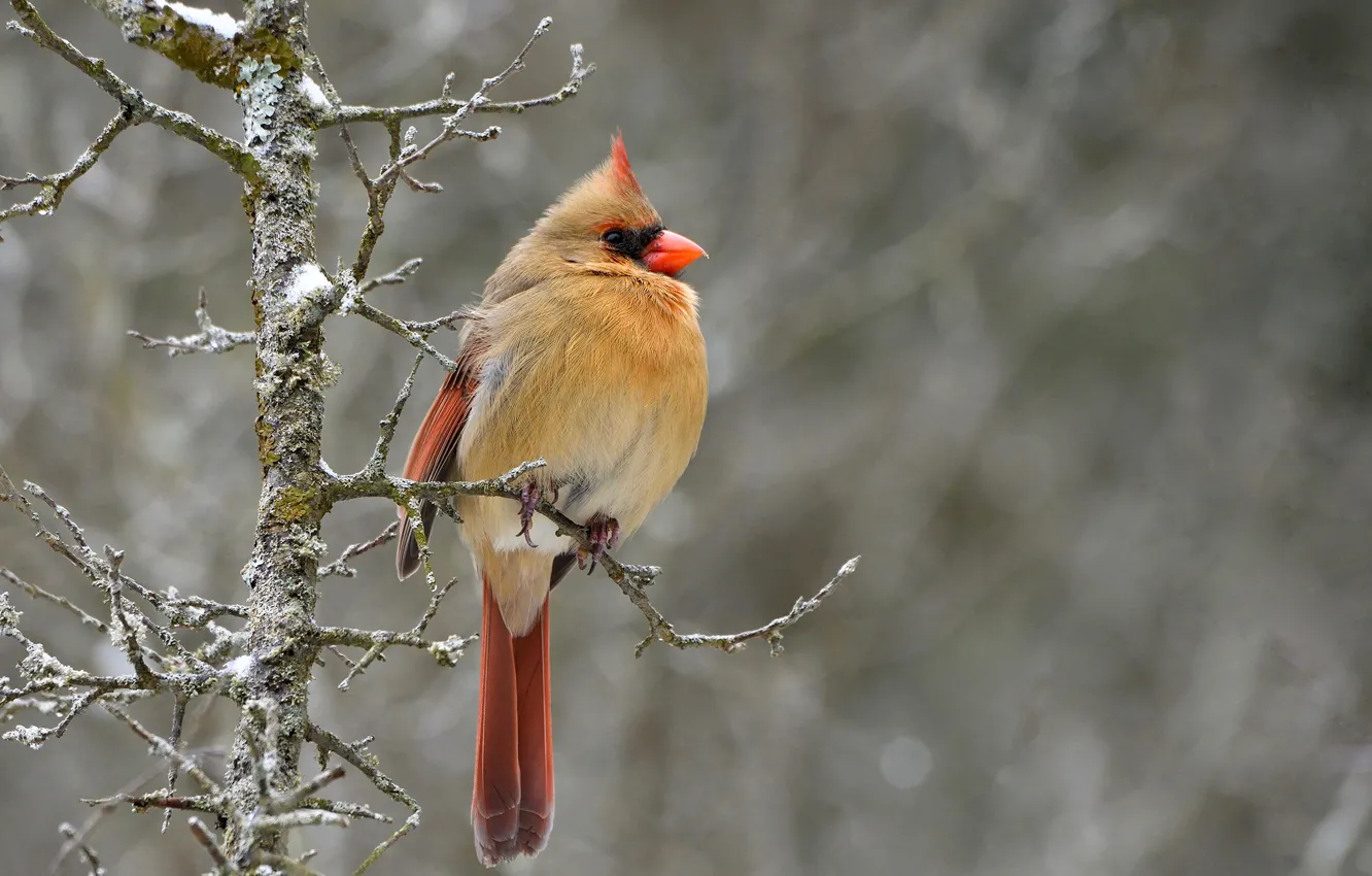 Фото обои ветки, природа, фон, птица, боке, кардинал, Северный кардинал, Northern Cardinal