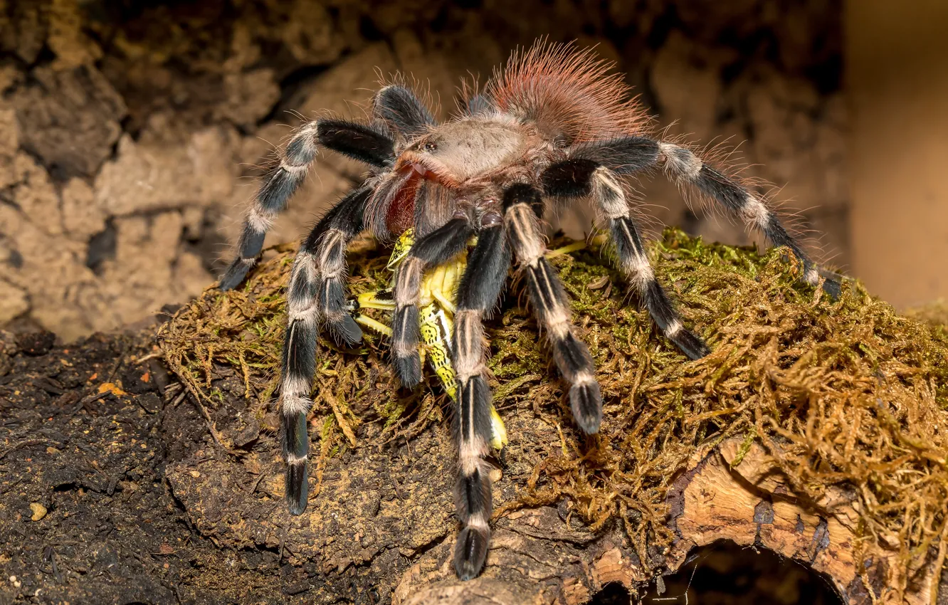 Фото обои фото, Паук, Животные, тарантул, Brazilian red tarantula