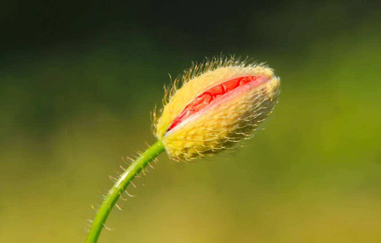 Фото обои poppy, plant, flower bud