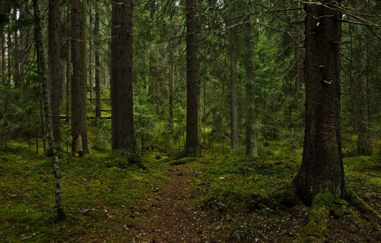 Фото обои лес, деревья, природа, мох, тропинка, Финляндия, Тампере