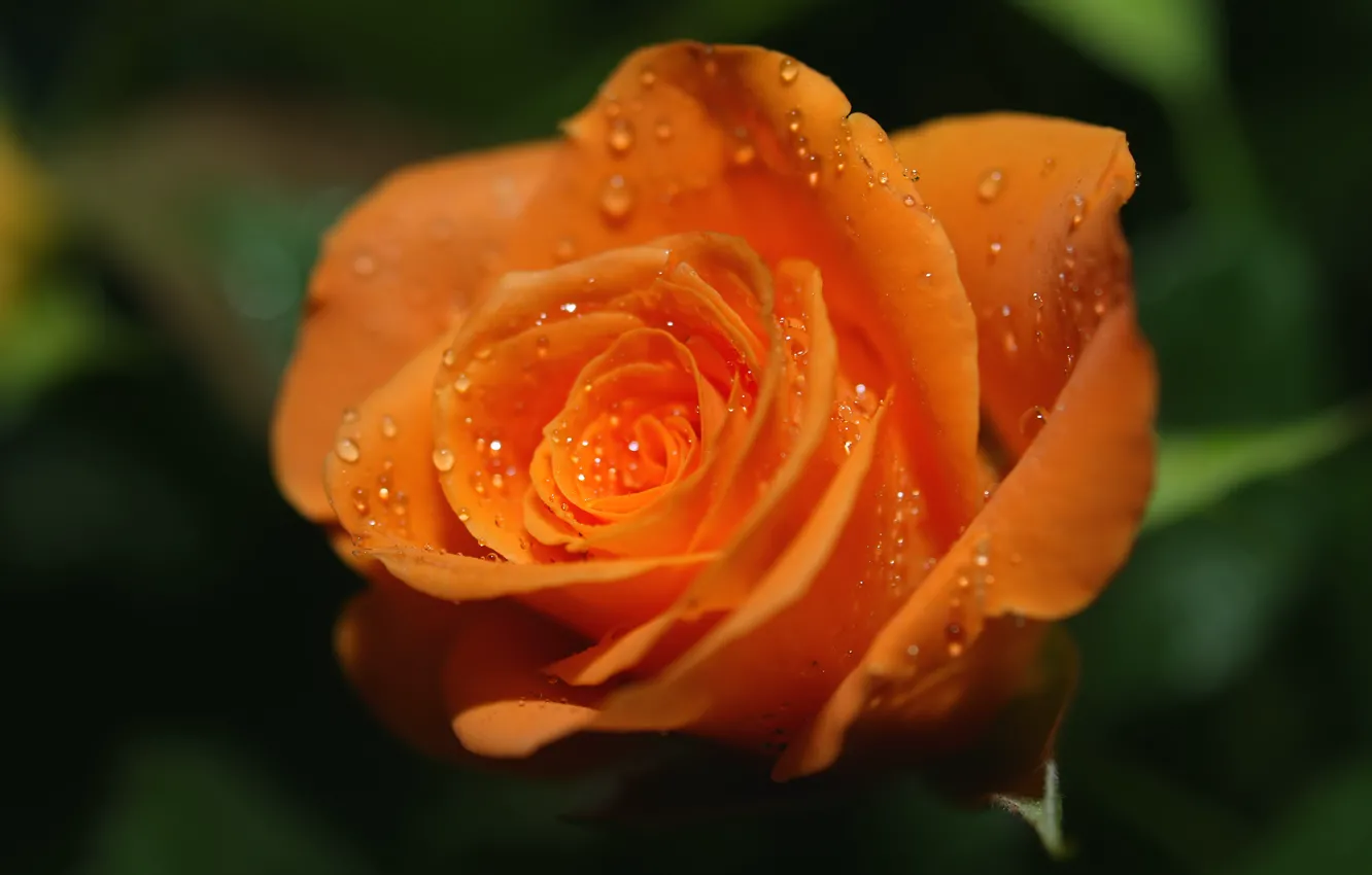 Фото обои роса, роза, оранжевая, яркая. капли