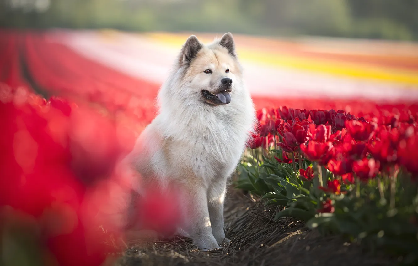 Фото обои цветы, друг, собака, тюльпаны