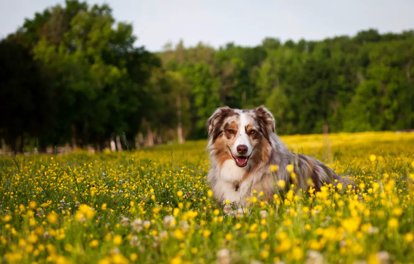 Фото обои поле, цветы, собака
